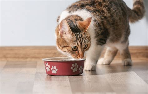 貓可以吃狗罐頭嗎？寵物飼料大揭秘，讓你不再困惑！